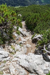Der Abstieg durch die Latschen ist sehr steil und wir müssen im oberen Teil einige kurze Stellen abklettern (I)