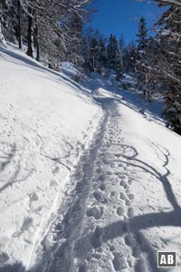 Das Terrain steilt sich immer weiter auf, zieht hinein in lichten Forstbestand und im Slalom empor zum Schildensteinsattel