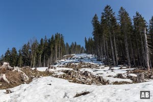 Schneeschuhwanderung Schönalmjoch: Am Rücken des Altkot: Die Schneise wurde extra für die Wintersportler geschlagen und führt außerhalb des Wald-Wild-Schongebietes zum Gipfel