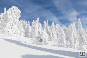 Wind, Eis und Schnee formen Nadelbäume zu Arber-Mandl
