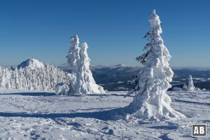 Skitour Großer Arber: Am Gipfelplateau: Arber-Mandl stehen spalier.