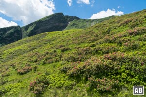 Impressionen von der Blumenwanderung: Ein ganzer Hang voller Alpenrosen vor dem Fellhorn