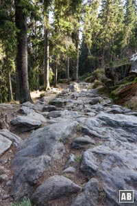 Wanderung Großer Arber: Im oberen Teil beherrschen Steine und Wurzeln den Untergrund des Wanderweges.
