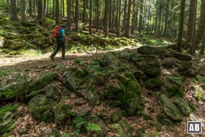 Wanderung auf einfachen Wegen in Richtung Höllbachschwelle