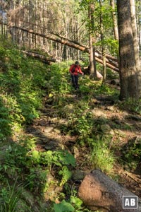 Steile, teilweise zugewucherte Pfade führen am Rande des Steinbachs bergab
