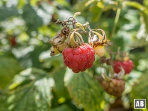 Wilde Himbeeren - Obst am Falkenstein in Bio-Qualität