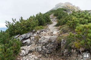 Der Aufstieg zum Ponten erfolgt wiederum auf gut angelegtem Bergsteig, zuerst durch Latschen...