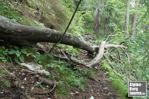 Auf der steilen, luftigen Traverse Richtung Kühberg kann auch mal ein Baum quer über den Steig liegen