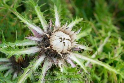 Silberdistel (Carlina acaulis)