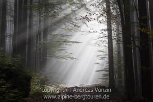 Licht-und-Schatten-Spiel am Weg zum Großen Falkenstein