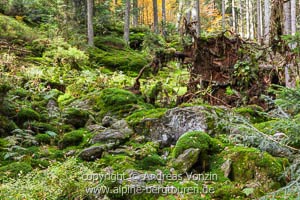 Urwald im Höllbachgspreng