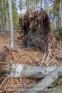 Auf dem Weg zum Großen Rachel: Gewaltige Baumwurzel am Wegesrand