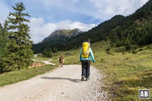 Der Aufstieg beginnt im freien Gelände auf einfach Wegen - immer dem Aggenstein entgegen.