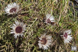 Aufstieg zum Aggenstein: Silberdisteln am Wegesrand