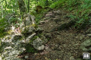 Steil windet sich unsere Aufstiegslinie durch den Wald