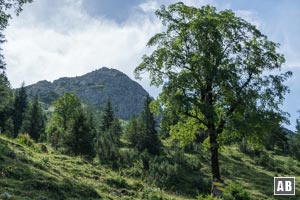 Die Aiplspitz jetzt schon sehr nahe - und der Nordgrat imposant im Profil