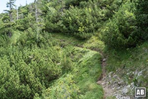 Die Spur durch das Krummholz ist sehr schmal und bei Nässe sehr heikel (Abrutschgefahr)