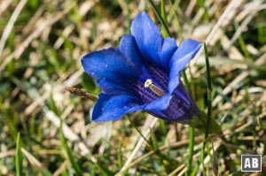 Klassische alpine Flora: stängelloser Enzian an der Benediktenwand