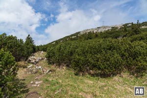 Zuletzt durch das Krummholzdickicht empor zur Unterstandshütte und dem breiten Gipfel