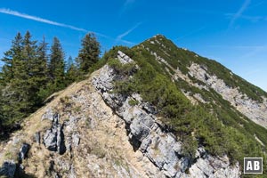 Unterwegs in der Latschenzone. Die Schwierigkeiten liegen hier hinter uns.