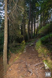 Ein Waldpfad bringt uns zum Hohen Gang