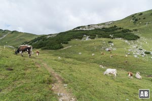 Vom Sattel das Almgelände in einem sanften Linksbogen umwandern