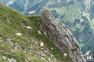 Die Namensgeber der Vordere Schafwanne beim relaxen