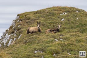 Einige Gämsen haben es sich am Ostgrat gemütlich gemacht und beobachten das rege Treiben am Berg