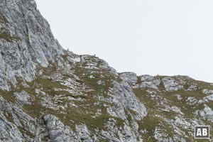 Blick nach dem ersten Aufschwung auf das extreme Gehgelände. In der Bildmitte am Ostgrat der Autor dieser Zeilen. Rechts davon eine Gämse.