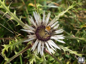 Massenvorkommen der Silberdistel unterhalb der Klammspitze