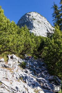 Der steile Anstieg durch die Krumholzzone. Der Felsturm im Hintergrund wird auf der rechten Seite umgangen.