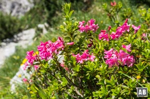 Alpenrose im Kübelkar