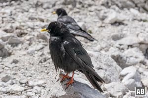 Alpen-Dohlen - auch Wursthaut-Adler genannt - sind im Kaisergebirge allgegenwärtig