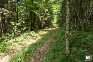 Wir nivellieren in diesen zunächst breiten Waldweg ein.