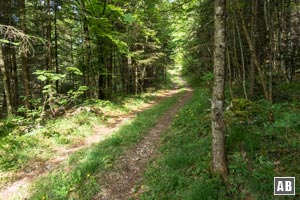 Wir nivellieren in diesen zunächst breiten Waldweg ein.