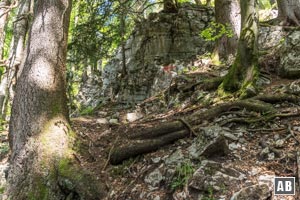 Steil die Holzbotanik hinauf - vorbei an querliegenden Bäumen und unzähligen, eingelagerten Felsblöcken.