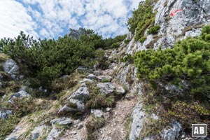 Oberhalb der Schlüsselpassage wird das Gelände etwas einfacher. Latschendickicht bestimmt zunehmend unseren Aufstieg.