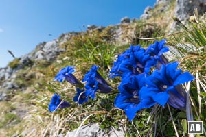 Stängelloser Enzian am Gipfel des Hochstaufens.