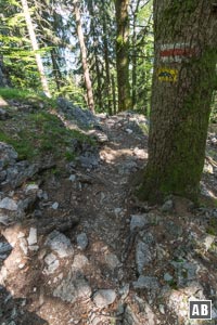 Hinein ins Nadelgehölz und in zahlreichen Kehren immer tiefer. An einer querenden Schotterstraße schließt sich unsere Runde. Von dort nach rechts in wenigen Minuten zurück zu unserem Ausgangspunkt.