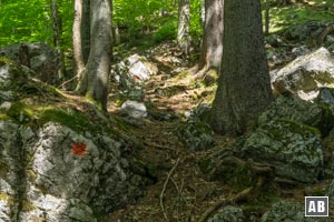 Im Wald tauchen die ersten roten Markierungspunkte auf - mal in größeren, mal in weniger großen Abständen zeigen sie den Verlauf des Goldtropfsteiges an.