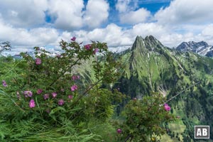 Kurz vor dem Gipfel: Blumen vor der Höfats