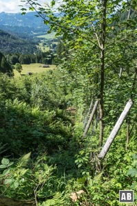 Entlang dieses zugewachsenen Zauns steigen wir bis zur einer Forststraße ab