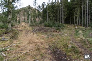 Wenig Schritte nach dem Wegweiser zweigt nach links ein zugewucherter Karrenweg ab. Dieser Weg bringt uns zum Einstieg. 
Ab hier beginnt das Abenteuer <q>Kleiner-Osser-Südgrat</q> abseits unpräparierter Wanderwege.