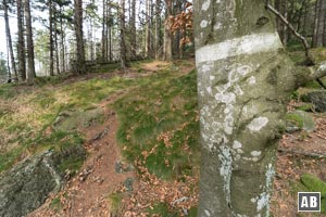 Eine weiße Markierung an einem Baum. Links daneben der mit Tannennadeln übersäte Pfad.