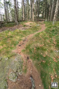 Wir folgen dem Pfad durch die kurze Waldparzelle. Am Ende sind bereits die ersten Felsen zu sehen.