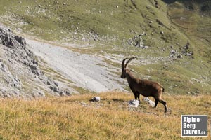 Nur ein Steinbock teilt den Gipfel des Liechelkopf mit mir