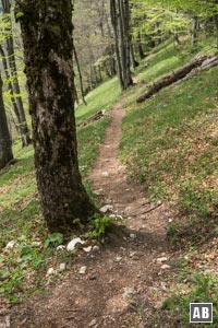 Für einen Besuch der Steinernen Agnes verfolgen wir im stetigen Auf und Ab den Steig in südliche Richtung