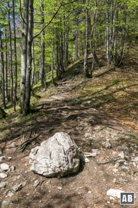 Der Aufstieg zum Mittleren Rotofen ist nicht beschildert und nicht markiert - wird dafür aber von unübersehbaren Spuren angezeigt