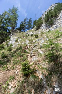 Die Spuren durch den Wald geben Einlass in einen steilen Grashang, der hoch zum sichtbaren Balkon gequert wird