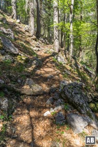 Durch wunderschönen Bergwald serpentinieren wir bergan...